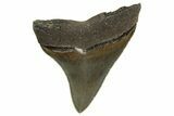 Serrated, Juvenile Megalodon Tooth - Georgia #329830-1